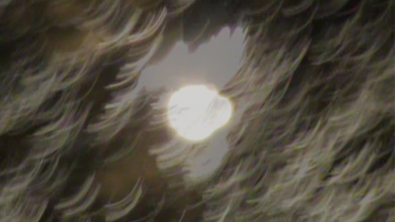 light blossom Movie Screenshot 4