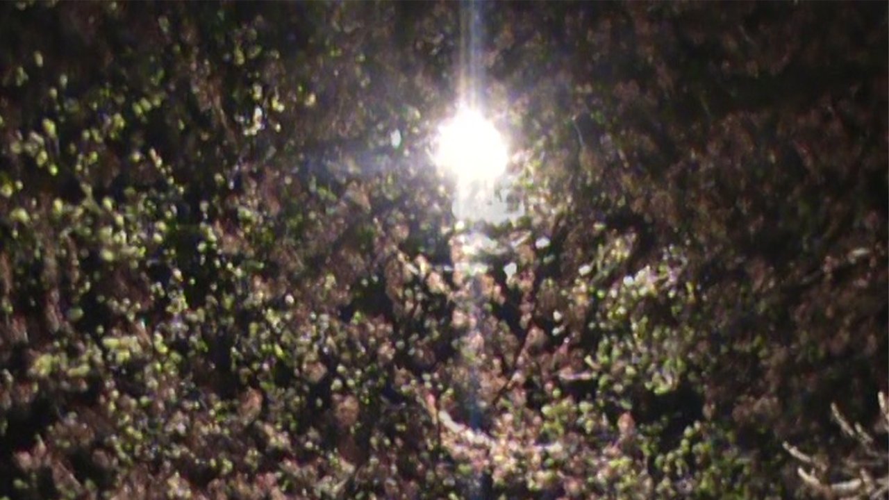 light blossom Movie Screenshot 1